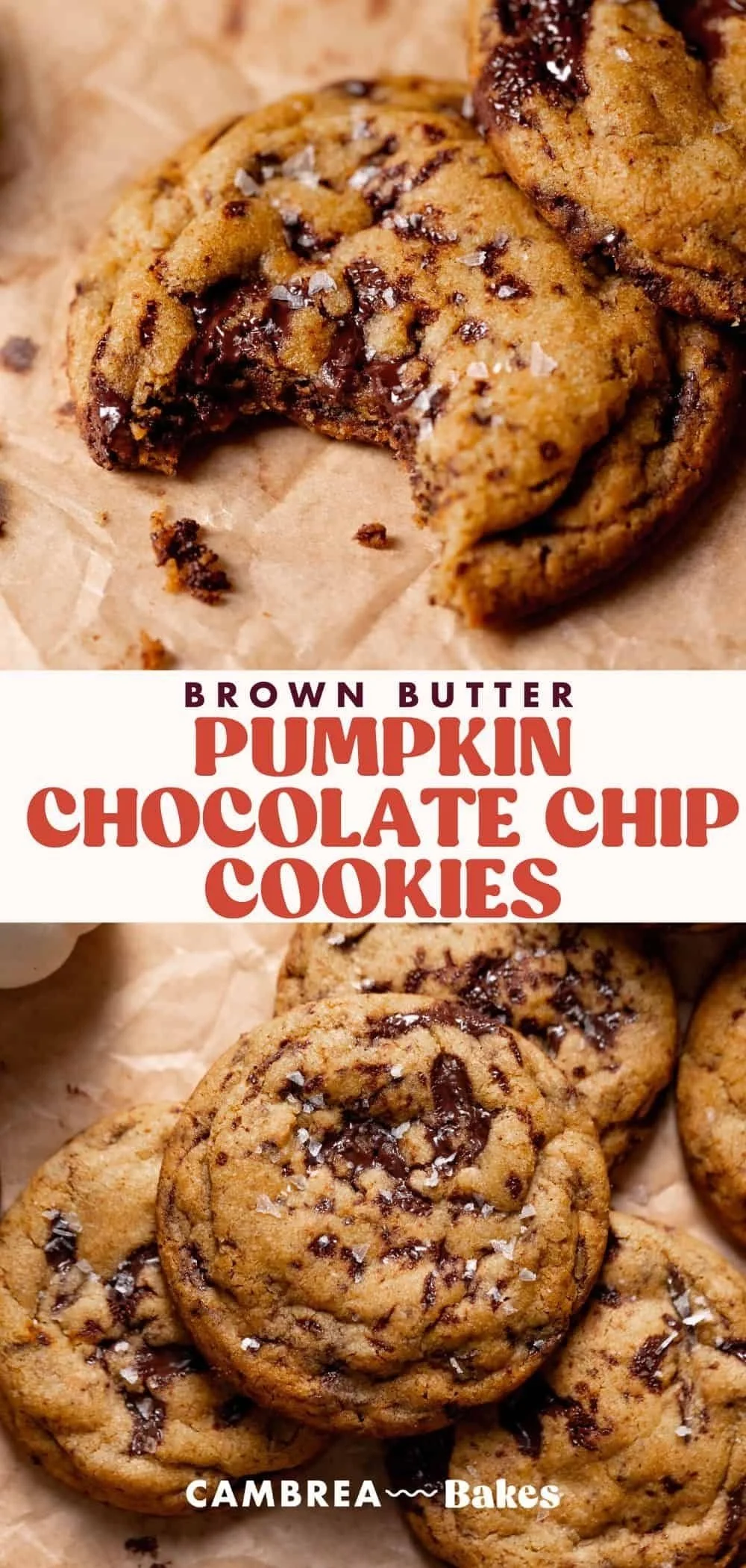 Delicious brown butter pumpkin chocolate chip cookies fresh out of the oven.